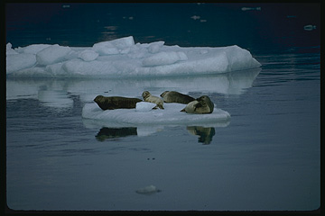 SEALS ON ICEBERG